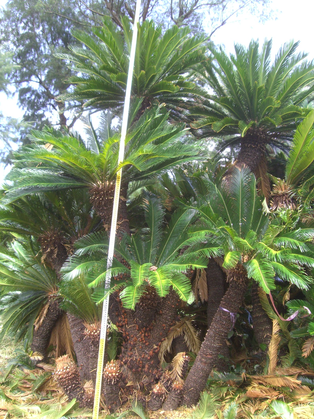 ソテツ | みずほ造園-公式サイト-OFFICIAL – ヤシ類・南陽植物・生産