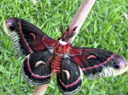 すごい自然のショールーム --- セクロピアサンは細菌に感染しても平気