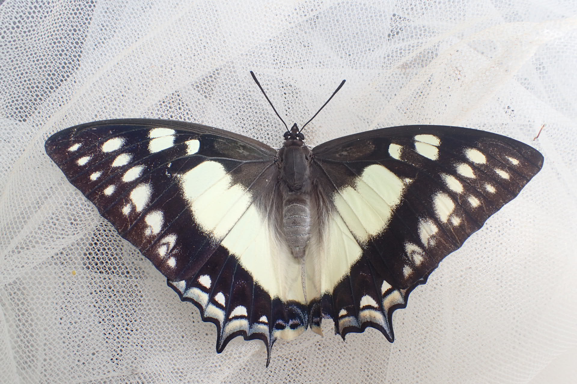 奄美大島産、フタオチョウ♀（2019.6.26）