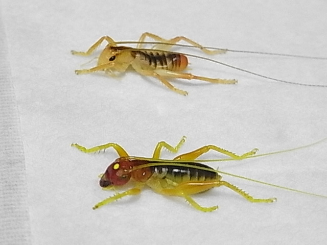 ちょっとだけ魅かれるコロギス類＾＾（2013.1.21）