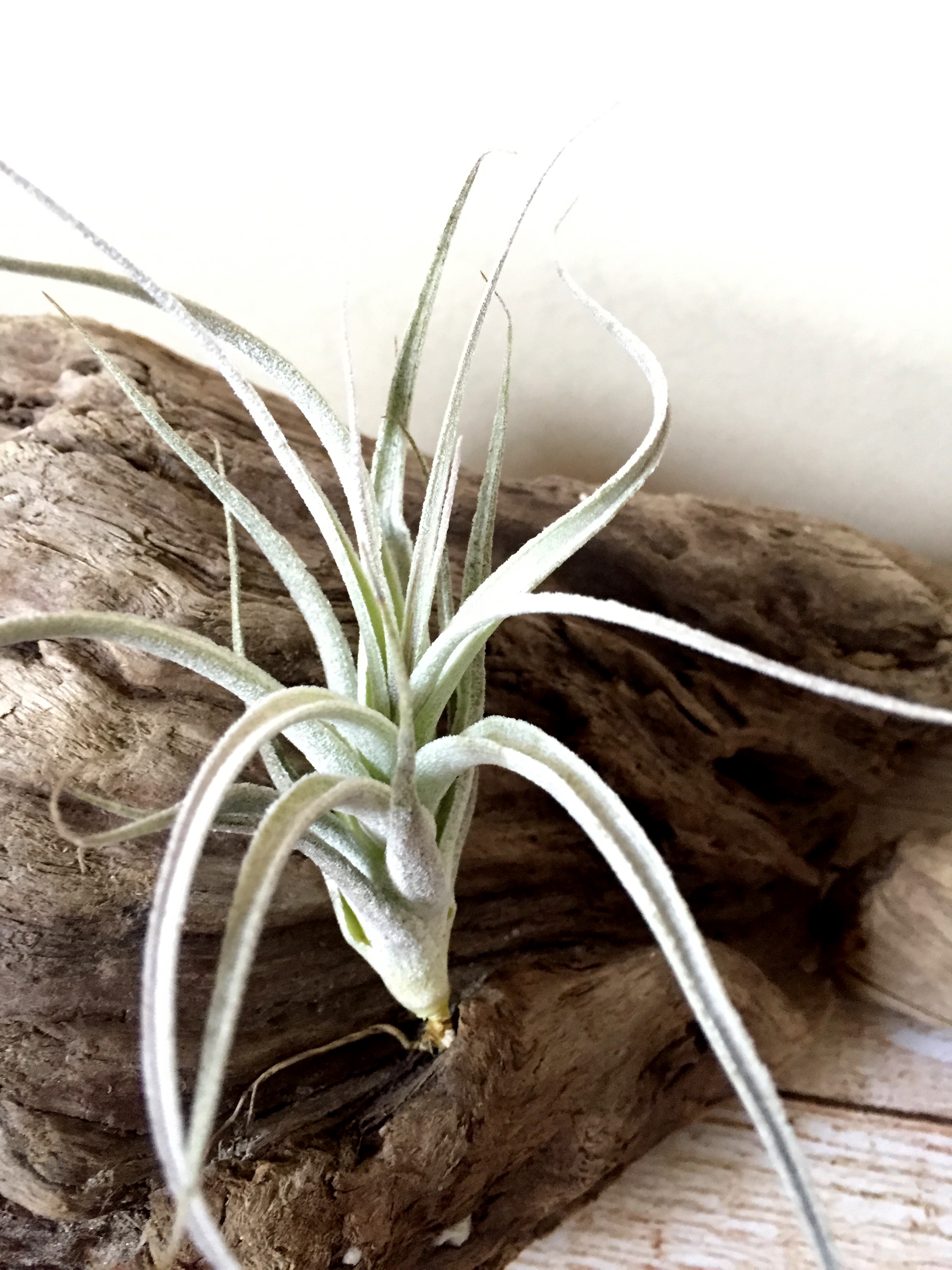 Frontier Plants】オンラインストア12月2日入荷予定のチランジア紹介