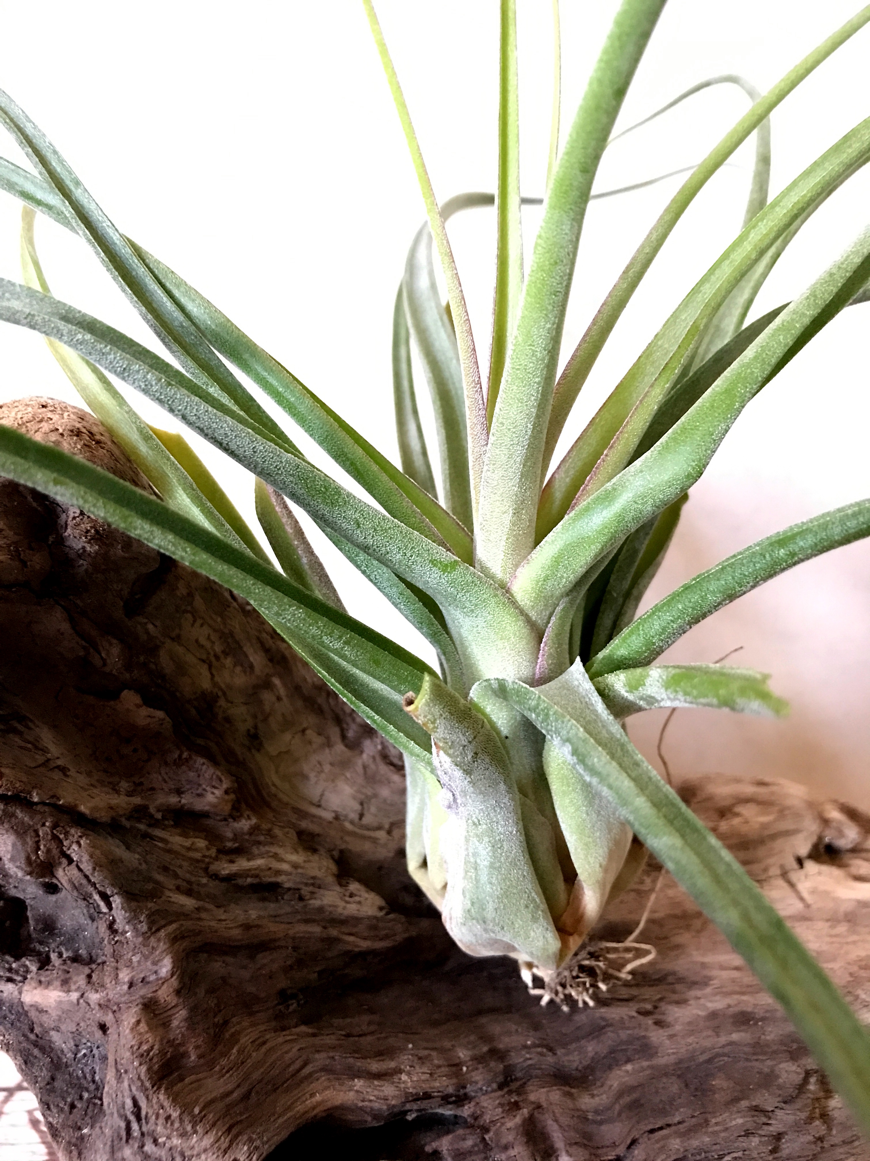 チランジア・ナチュラリーゴージャス Tillandsia Naturally Gorgeous