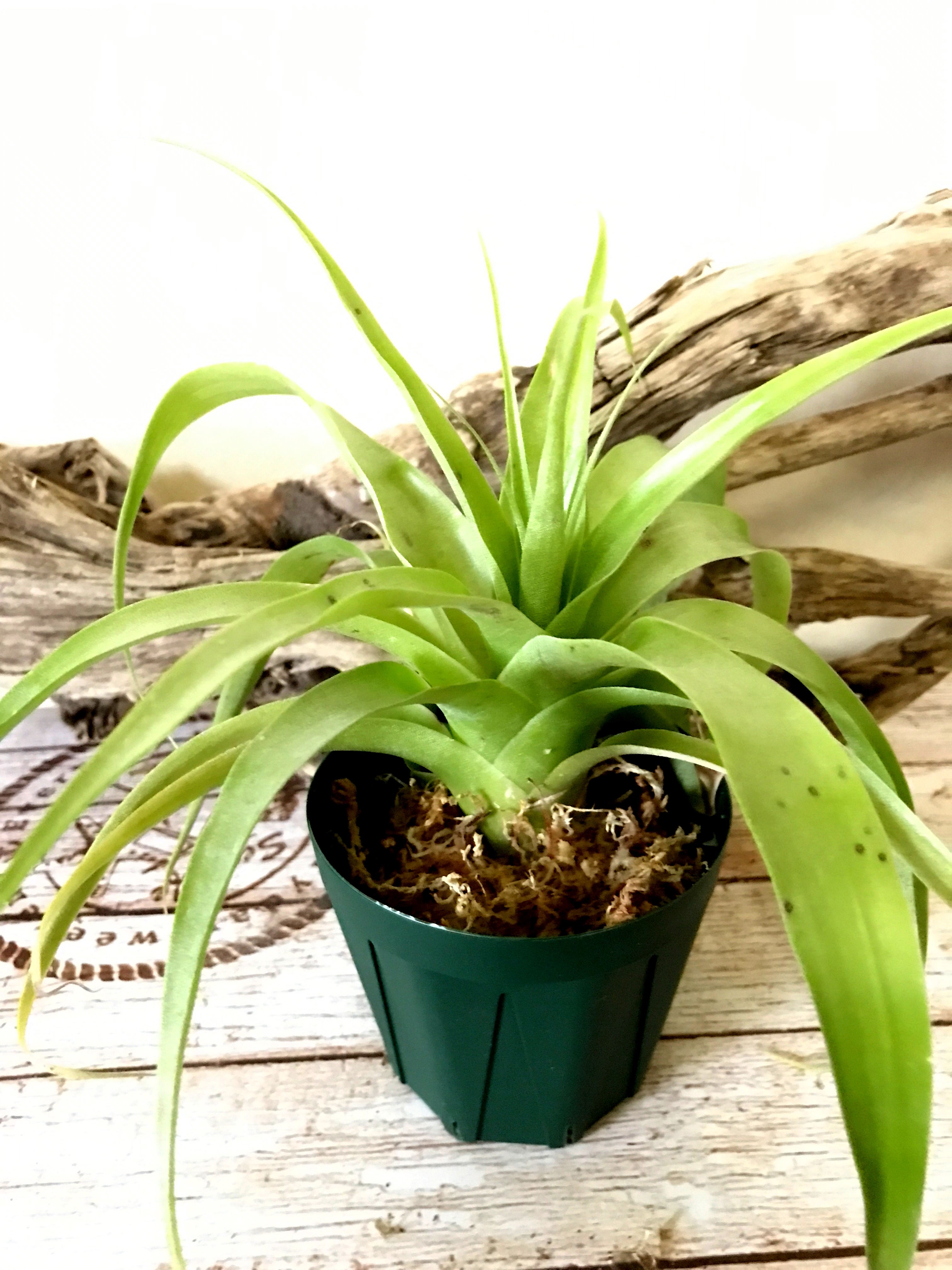 Frontier Plants】オンラインストア5月5日入荷予定のチランジア紹介