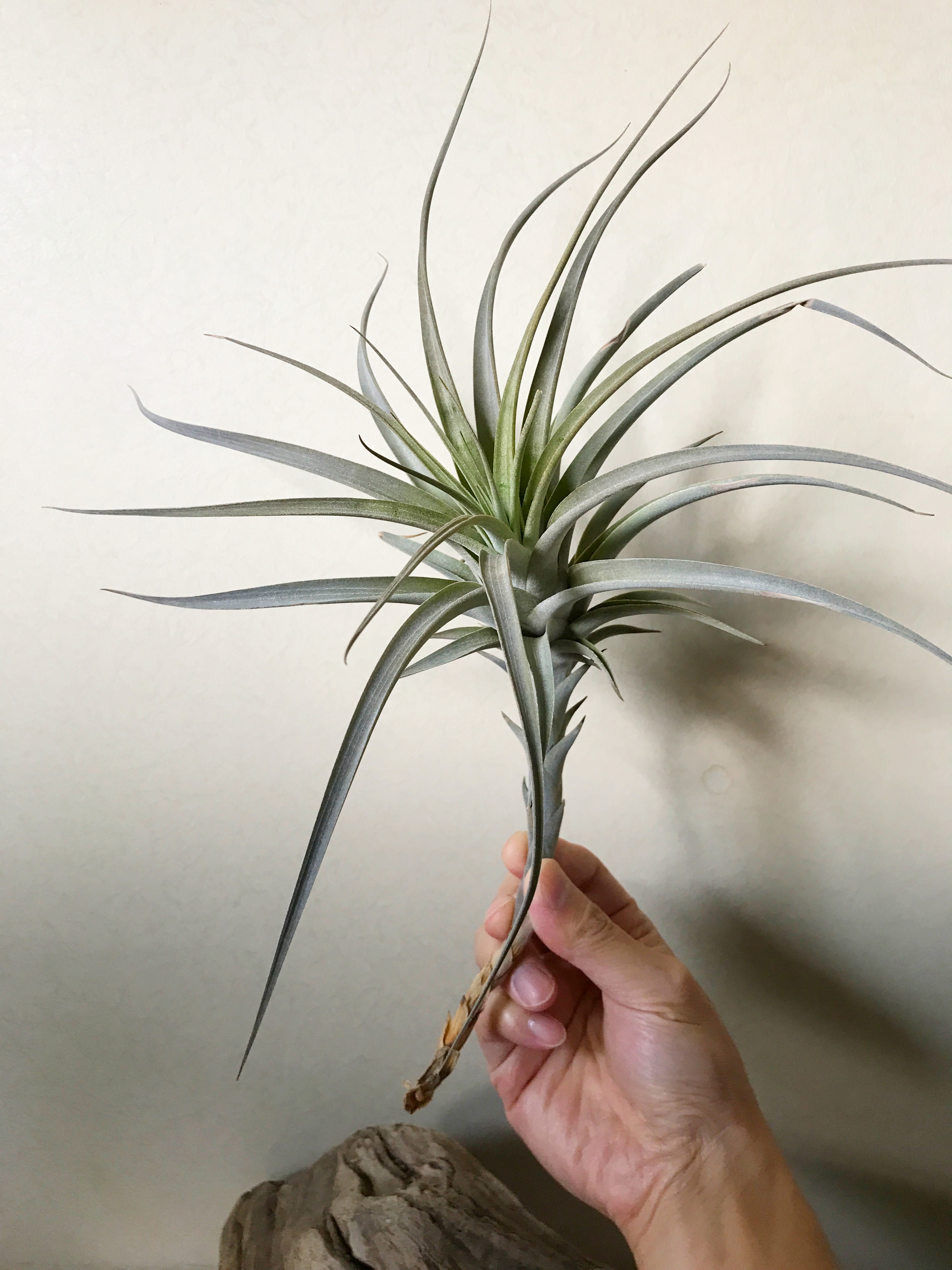 チランジア・セレイコラ Tillandsia cereicola ティランジア育て方