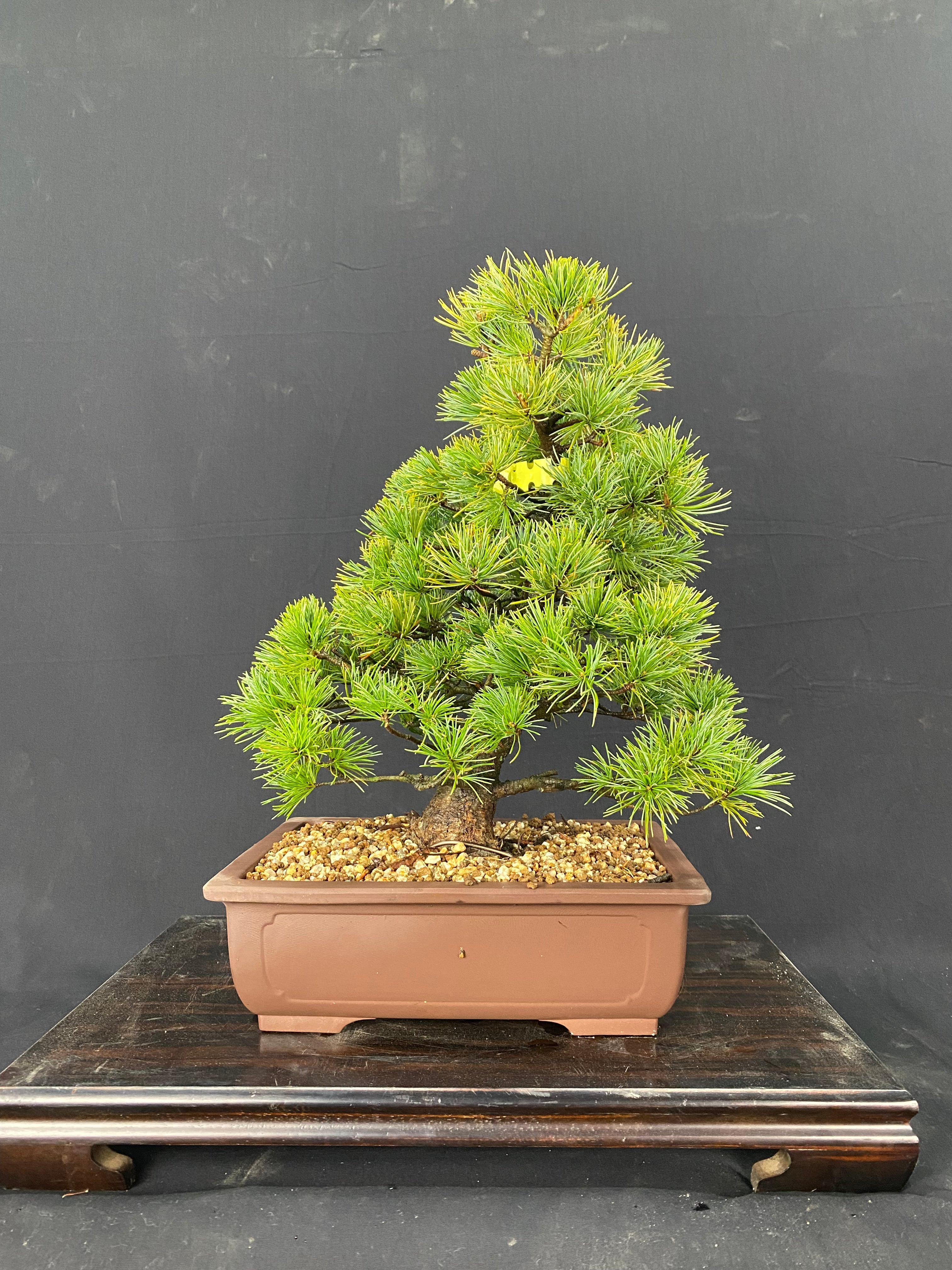 貴風盆栽、赤石五葉松、根上がり 懸崖作り、実生40年強 medabon 根上り