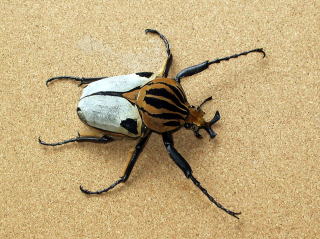 ゴライアスカシクス