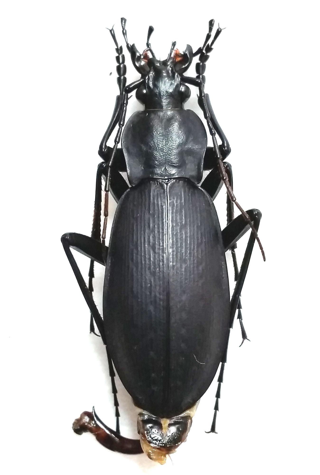 標本】オオクロナガオサムシ - けろんの100円で昆虫採集！