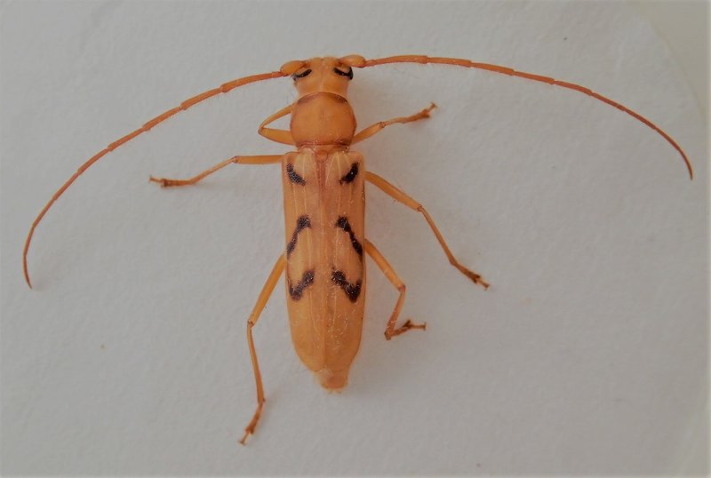 カミキリムシ（日本産カミキリ970種写真公開）