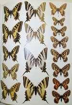 アフリカの蝶類 関連書籍