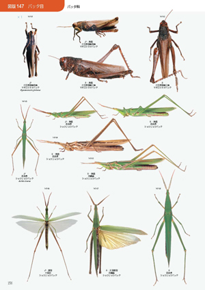 日本産直翅類標準図鑑