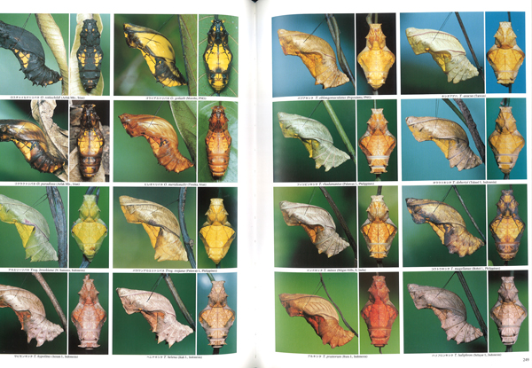 トリバネアゲハ関連書籍