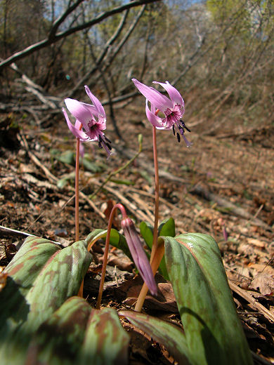 カタクリ | 豊岡市立コウノトリ文化館