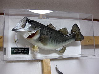 剥製工房☆GALAXY より、はじめてのお客様へ