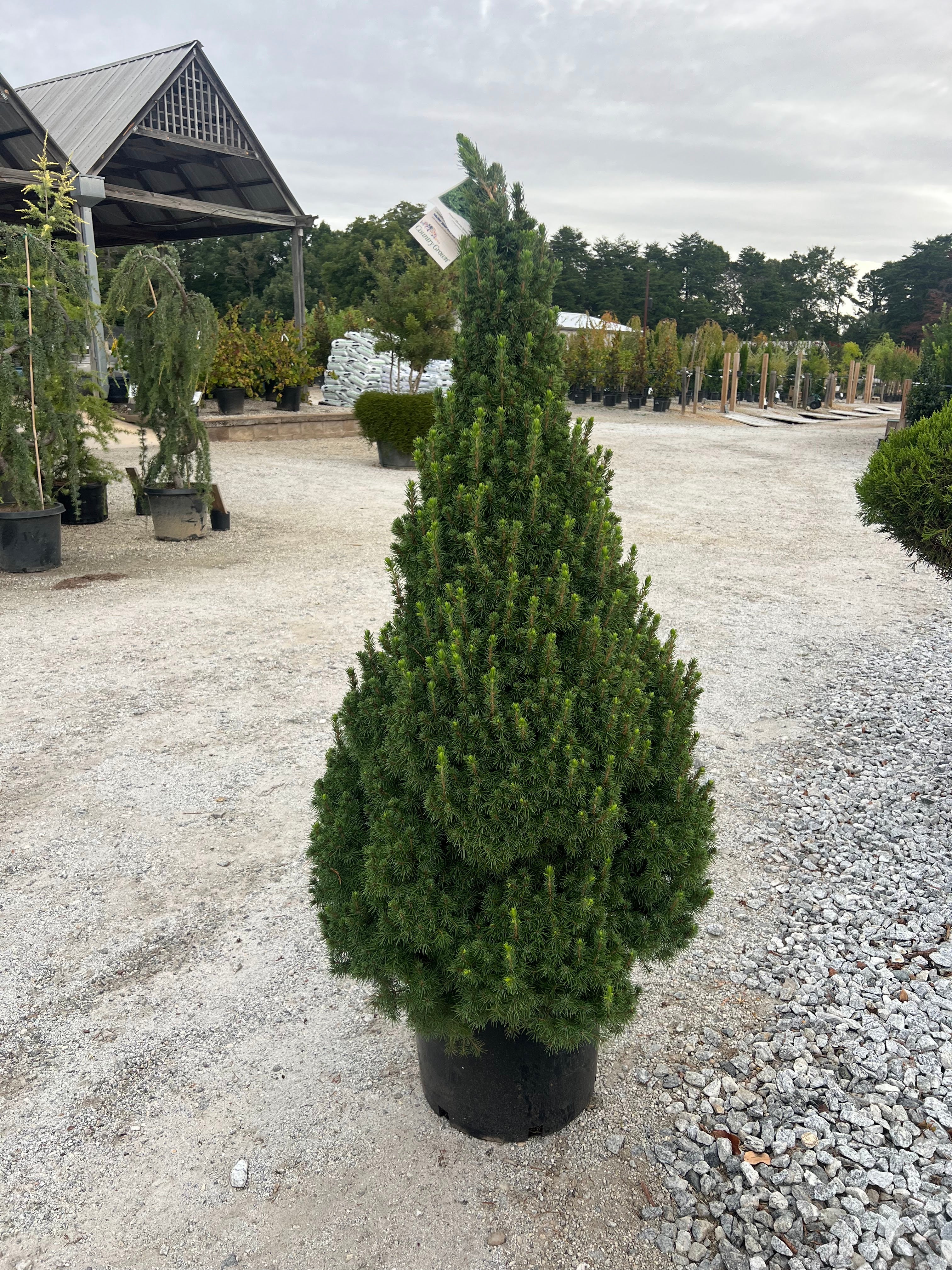 Dwarf Alberta Spruce – Lichtenfelt's