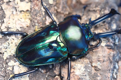 ニジイロクワガタ(ブルー)飼育記 : オオカブトの部屋