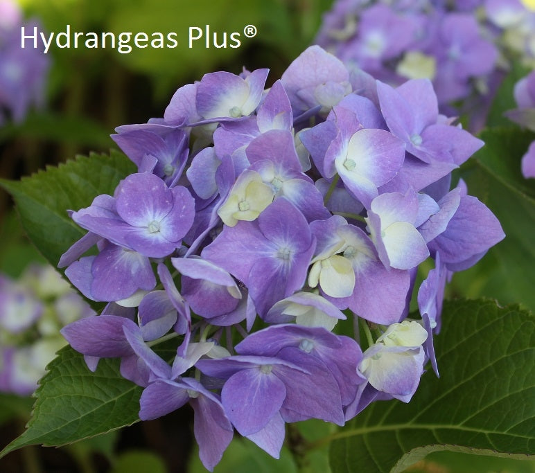 Hydrangea Macrophylla Madame Faustin Travouillon – Hydrangeas Plus