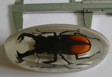 昆虫封入加工標本