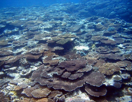 テーブルサンゴ