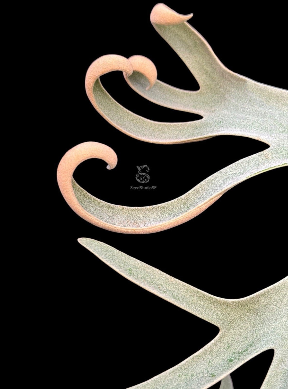 Platycerium willinckii 