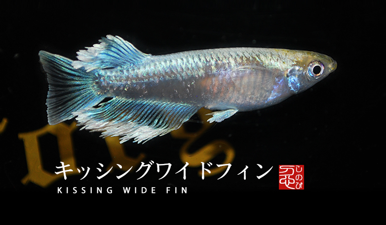 キッシングワイドフィン | メダカふぁくとりー忍