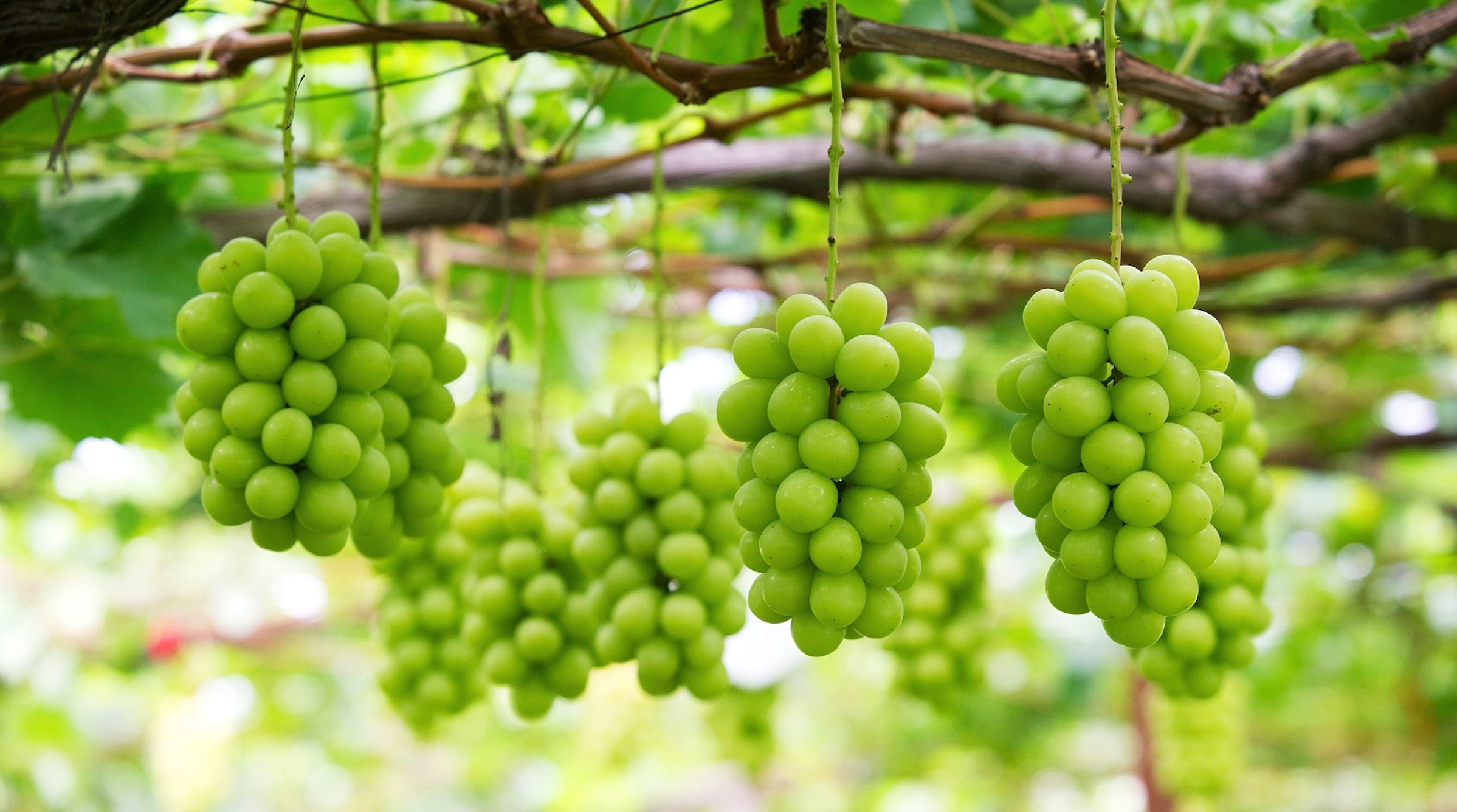 紫玉園〜創業百年・山形県高畠町のぶどう農家
