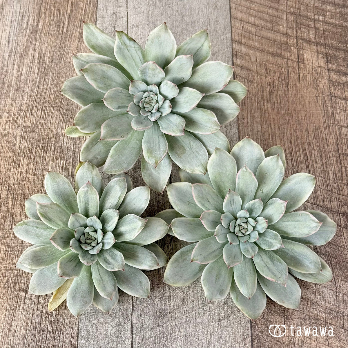 プリドニス白錦 – 多肉植物の通販・販売サイト tawawa