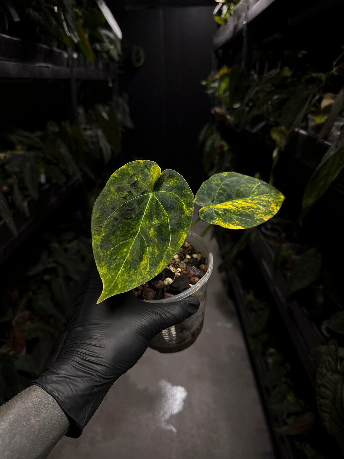 Anthurium forgetii hybrid • variegated – The Plant Plug