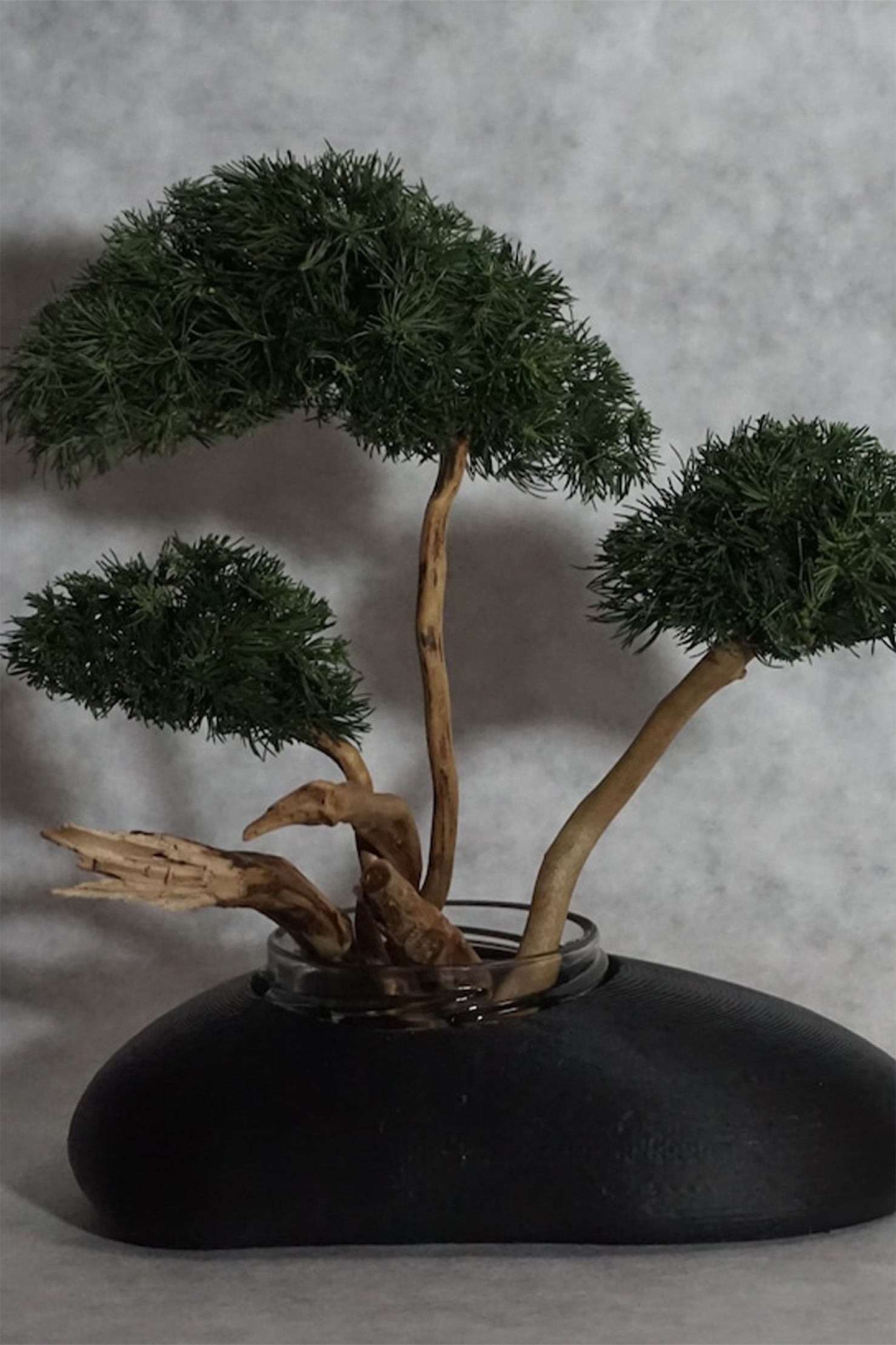 BONSAI fragrance reed diﬀuser – unnames.online shop