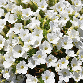 Itsy White Petunia (Petunia 'Itsy White') in Denver Arvada Wheat