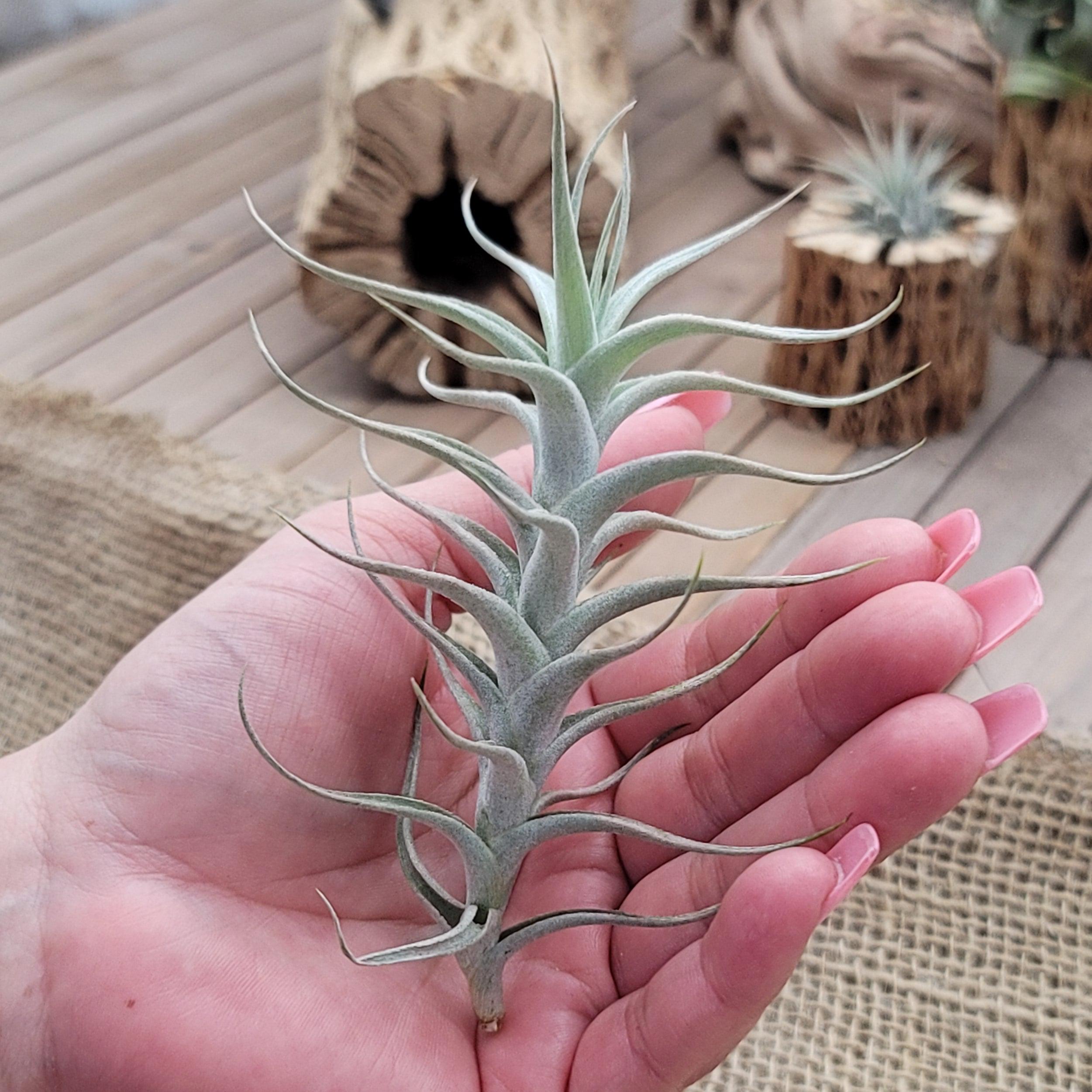 Buy Tillandsia Albida Minor | Flowering Air Plants | Planet Desert