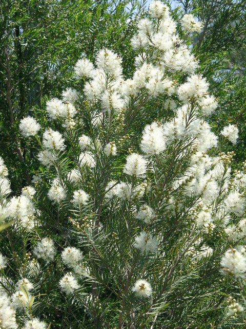 スノーインサマー オーストラリア 花木 花 白 写真 販売