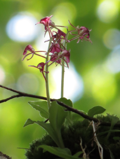 フガクスズムシソウ