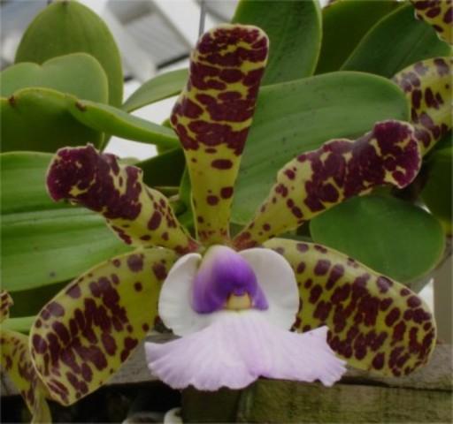 ○○のお店：お勧め商品