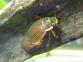 ゲンゴロウモドキの紹介と飼育繁殖