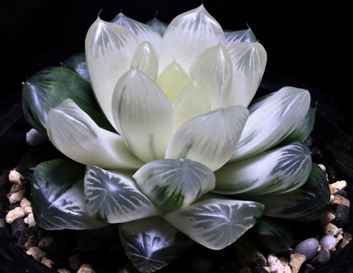 Haworthia Society of Japan - Journal
