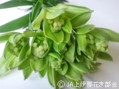 グリーンリリアルプ