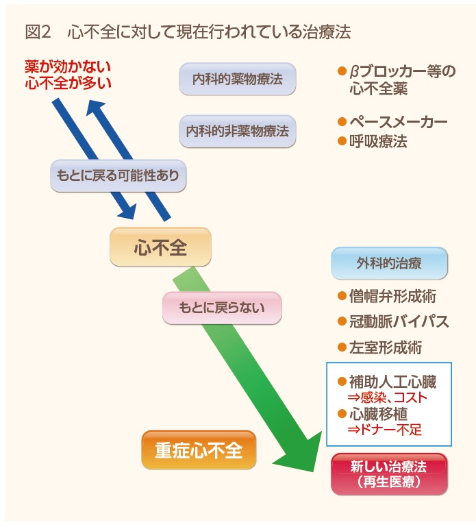 ここまで進化した医療の最先端～再生医療がもたらしたもの～｜心臓移植