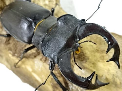 くわかぶプラネット / ヨーロッパミヤマクワガタ(ケルブス)(オス75mm単品)