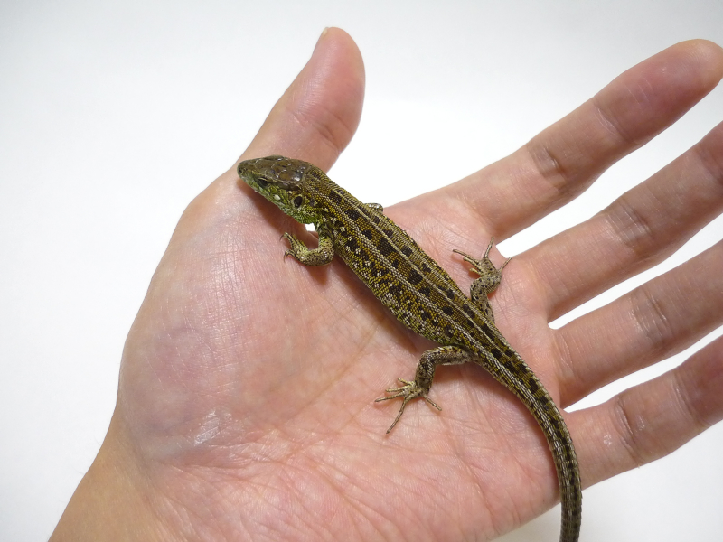 LACERTA ROOM ラセルタルーム －トウブニワカナヘビ Lacerta agilis