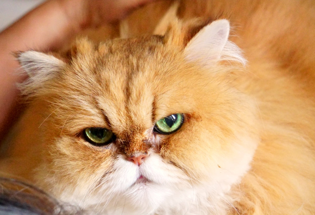 ペルシャ（チンチラ）の性格と特徴｜ぽぽねこの読みもの – ぽぽねこ