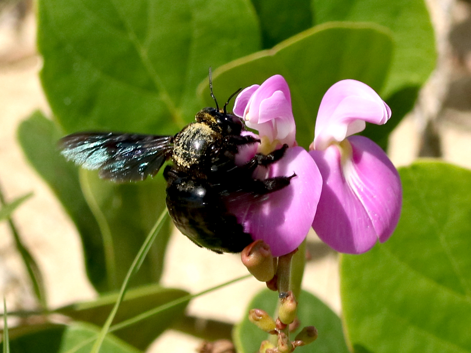 Mamangava polinizando uma flor