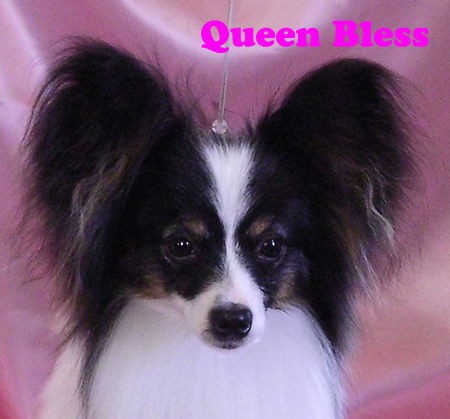 パピヨン トップブリーダー ：ショードッグ男の子集☆Queen Bless