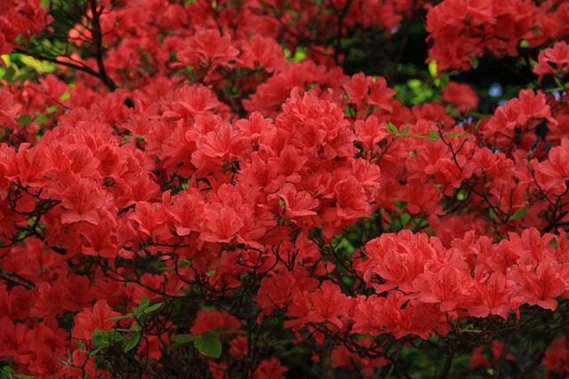ヤマツツジ／霧降高原～四季の山野草