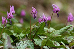 四季の山野草図鑑／カタクリ