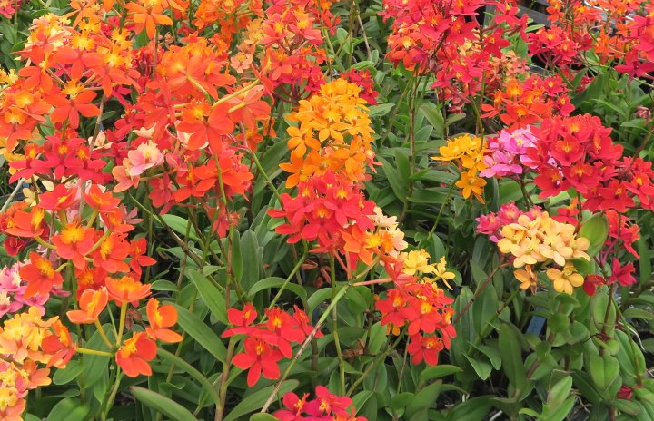 ようこそ！白石洋ラン園 ホーム ページへ