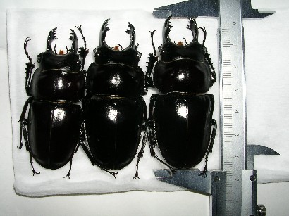 クワガタを求めて・・・（魅惑のヤエヤママルバネ編）