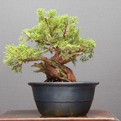 糸魚川真柏 小品盆栽 樹齢30年の一点物盆栽を販売｜盆栽妙 – 盆栽妙 本店