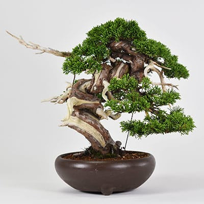 匠の盆栽】真柏 1点もの No.248【平松浩二】の盆栽を販売｜盆栽妙