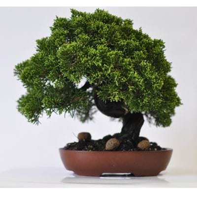 真柏 1点もの No.521の盆栽を販売｜通信講座は盆栽妙 – 盆栽妙 本店