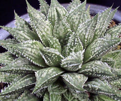 カクタスニシ Cactus and Succulent